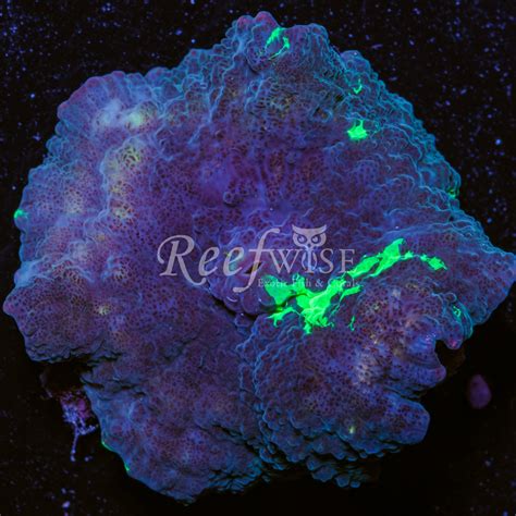 Reefwise